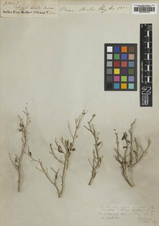 Barleria aucheriana Nees - BM000950046