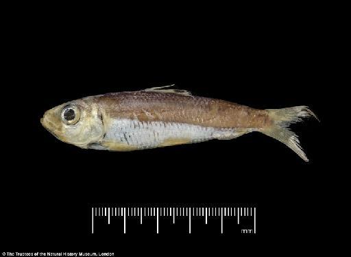 Herklotsichthys lossei Wongratana, 1983 - BMNH 1976.8.19.64-77, PARATYPES, Herklotsichthys lossei d