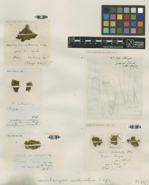 Anoectangium aestivum (Hedw.) Mitt. - BM000872943_a