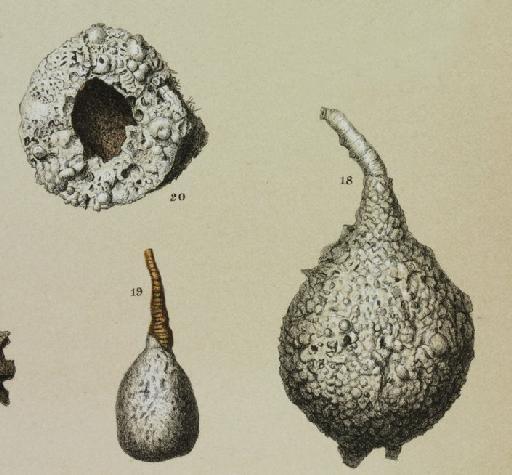 Pelosina rotundata Brady, 1879 - ZF2076_25_20_Pelosina_rotundata.jpg