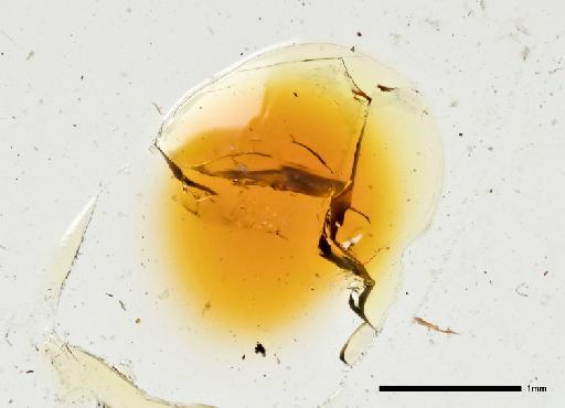 Exechiopsis (Xenexechia) brevifurcata (Freeman, 1951) - 010628988 Exechia (Xenexechia) bifida - terminalia