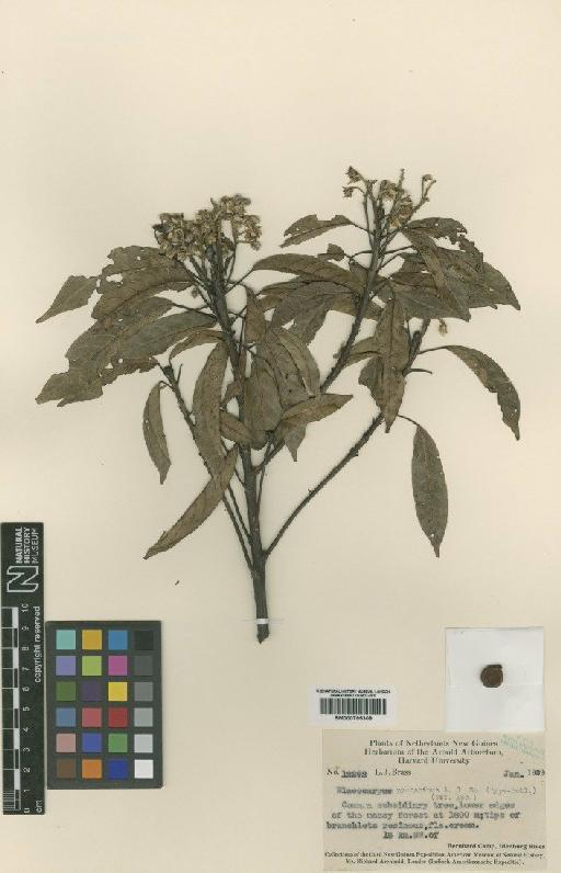 Elaeocarpus pycnanthus A.C.Sm. - BM000795309