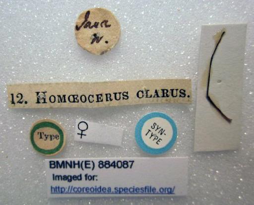 Homoeocerus clarus Walker, 1871 - Homoeocerus clarus-BMNH(E)884087-Syntype female labels