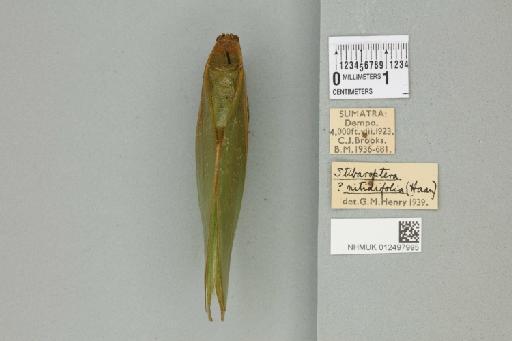 Stibaroptera nitidifolia Karny, 1923 - 012497995_72285_86139
