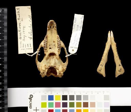 Dendrolagus dorianus aureus Rothschild and  Dollman, 1936 - 1939.2939_Skull_Ventral