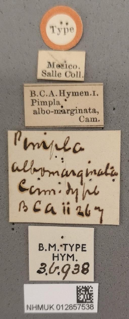 Pimpla albomarginata Cameron, P., 1886 - 012857538_Pimpla_albomarginata_holotype_labels