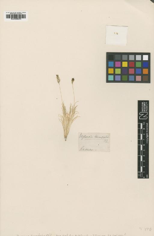 Calamagrostis tenuifolia (Phil.) R.E.Fr. - BM000938575