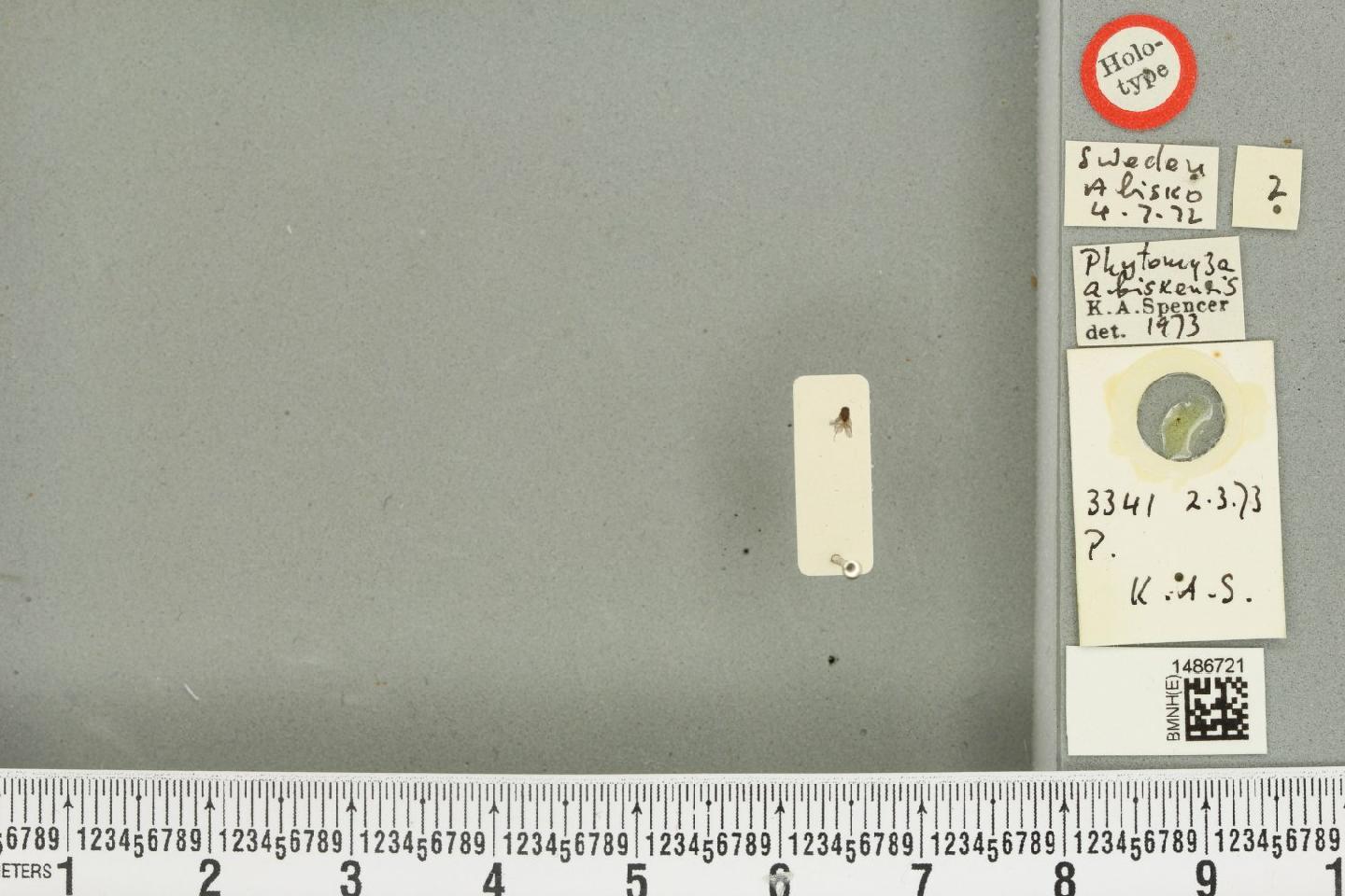 Phytomyza abiskensis