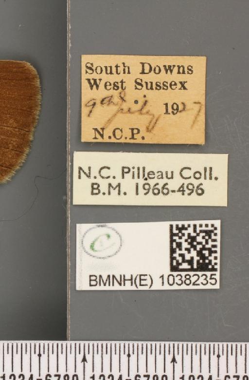 Aphantopus hyperantus ab. parvipunctata Castle-Russell, 1950 - BMNHE_1038235_label_28358