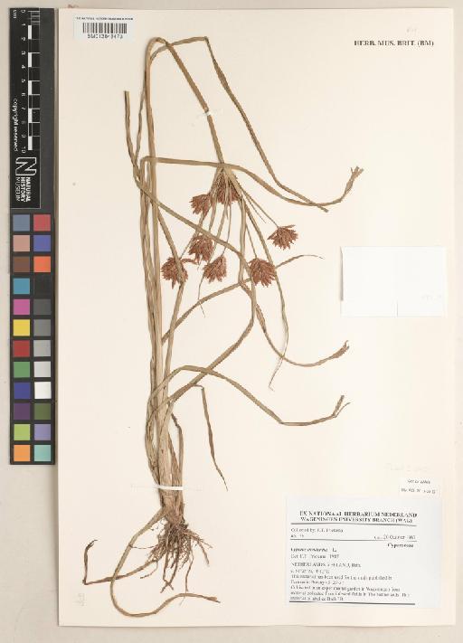 Cyperus esculentus L. - 013848473