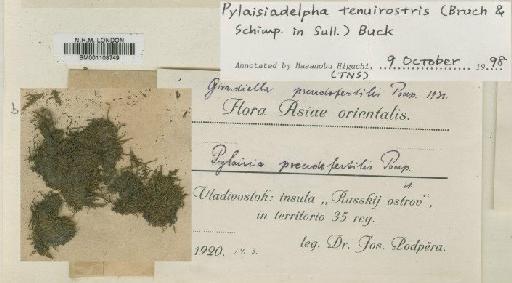 Pylaisiadelpha tenuirostris (Bruch & Schimp. ex Sull.) W.R.Buck - BM001108749