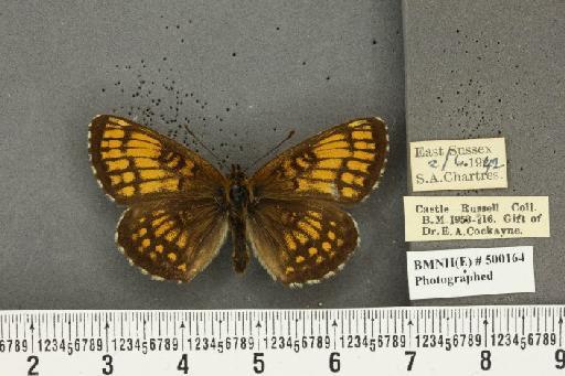 Melitaea athalia ab. radiata Eisner, 1942 - BMNHE_500164_56465