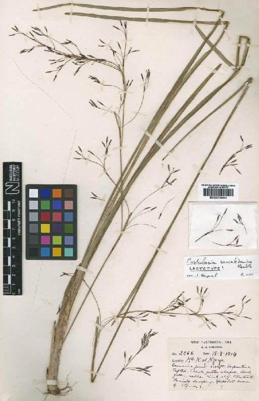 Chamaedendron neocaledonica (Rendle) Larridon - BM000798941