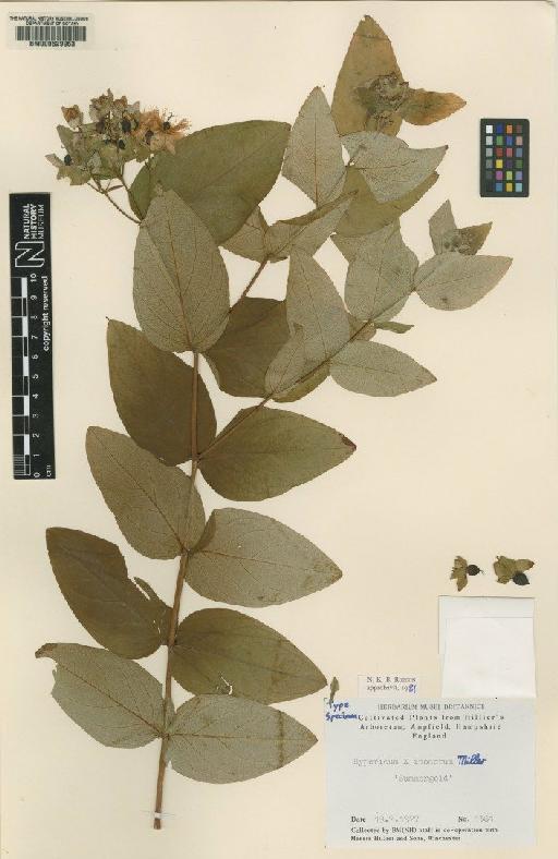 Hypericum × inodorum ‘Summergold’ - BM000629953