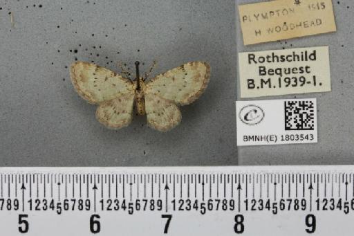 Pasiphila debiliata ab. nigropunctata Chant, 1833 - BMNHE_1803543_378911