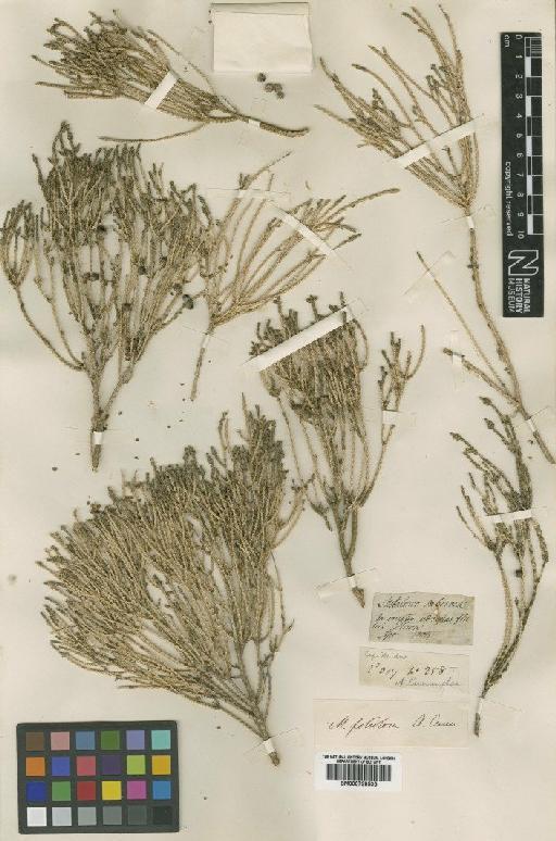 Melaleuca foliolosa A.Cunn. - BM000798535