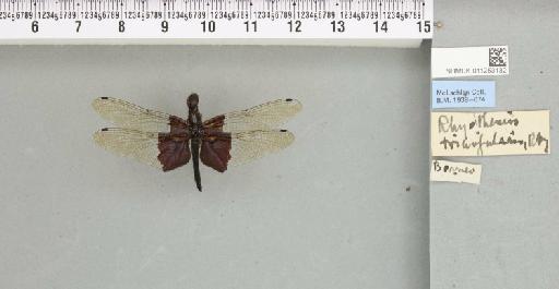 Rhyothemis triangularis Kirby, 1889 - 011253132_804286_1256865_2