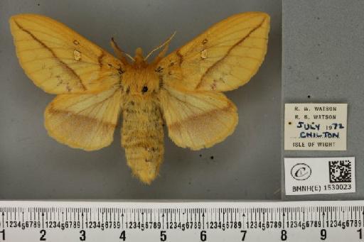 Euthrix potatoria (Linnaeus, 1758) - BMNHE_1530023_197542