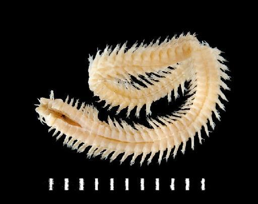 Nereis mossambica Day, 1957 - Polychaete type specimen; Nereidae; 1961.16.22 view 1