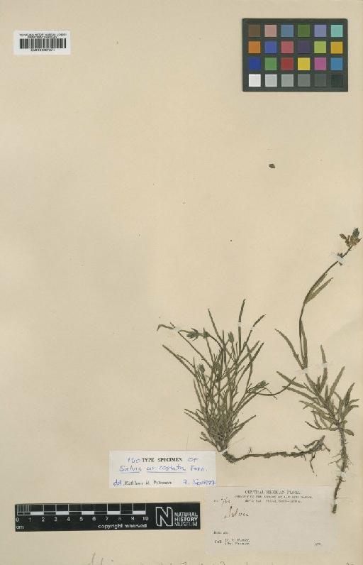 Salvia unicostata Fernald - BM000992970