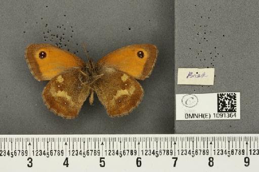 Pyronia tithonus britanniae (Verity, 1914) - BMNHE_1091364_a_1790