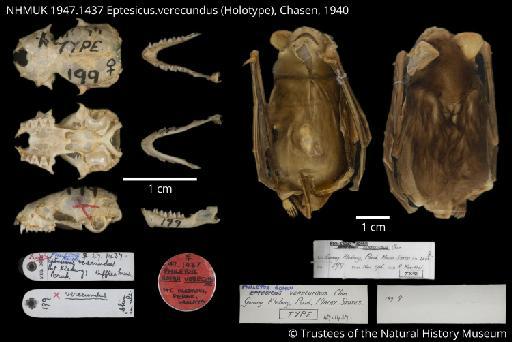 Eptesicus verecundus Chasen, 1940 - NHMUK 1947.1437 Eptesicus verecundus holotype figureplate