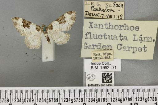 Xanthorhoe fluctuata fluctuata (Linnaeus, 1758) - BMNHE_1617435_309507