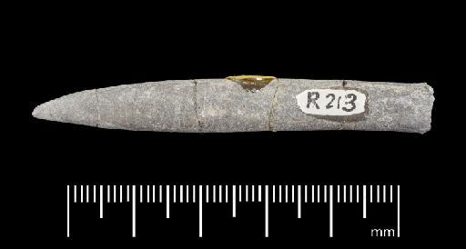 Simpsonibelus expansus (Simpson) - PI CC 1326 - belemnite