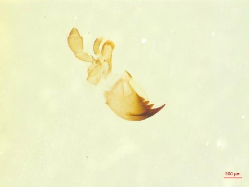 Galerucinae Latreille, 1802 - 010131581___8