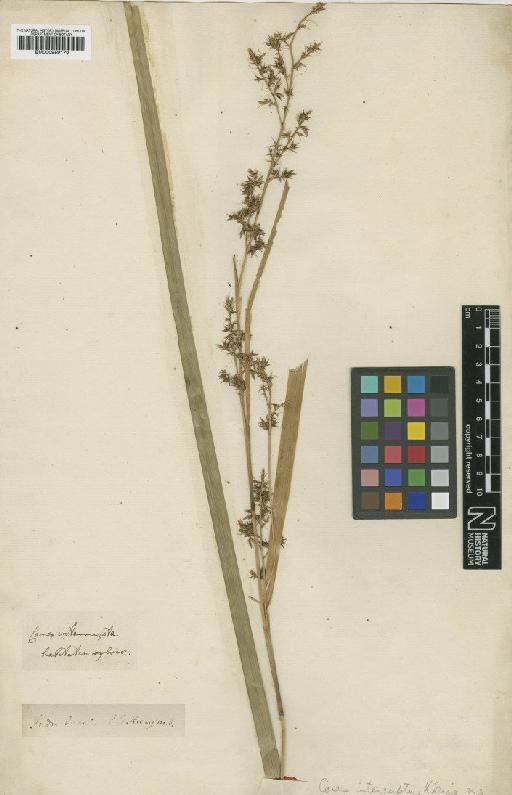 Carex interrupta Boeckeler - BM000959170