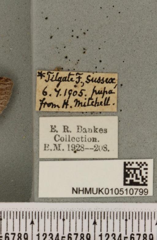 Cucullia gnaphalii occidentalis Boursin, 1944 - NHMUK_010510799_label_568530