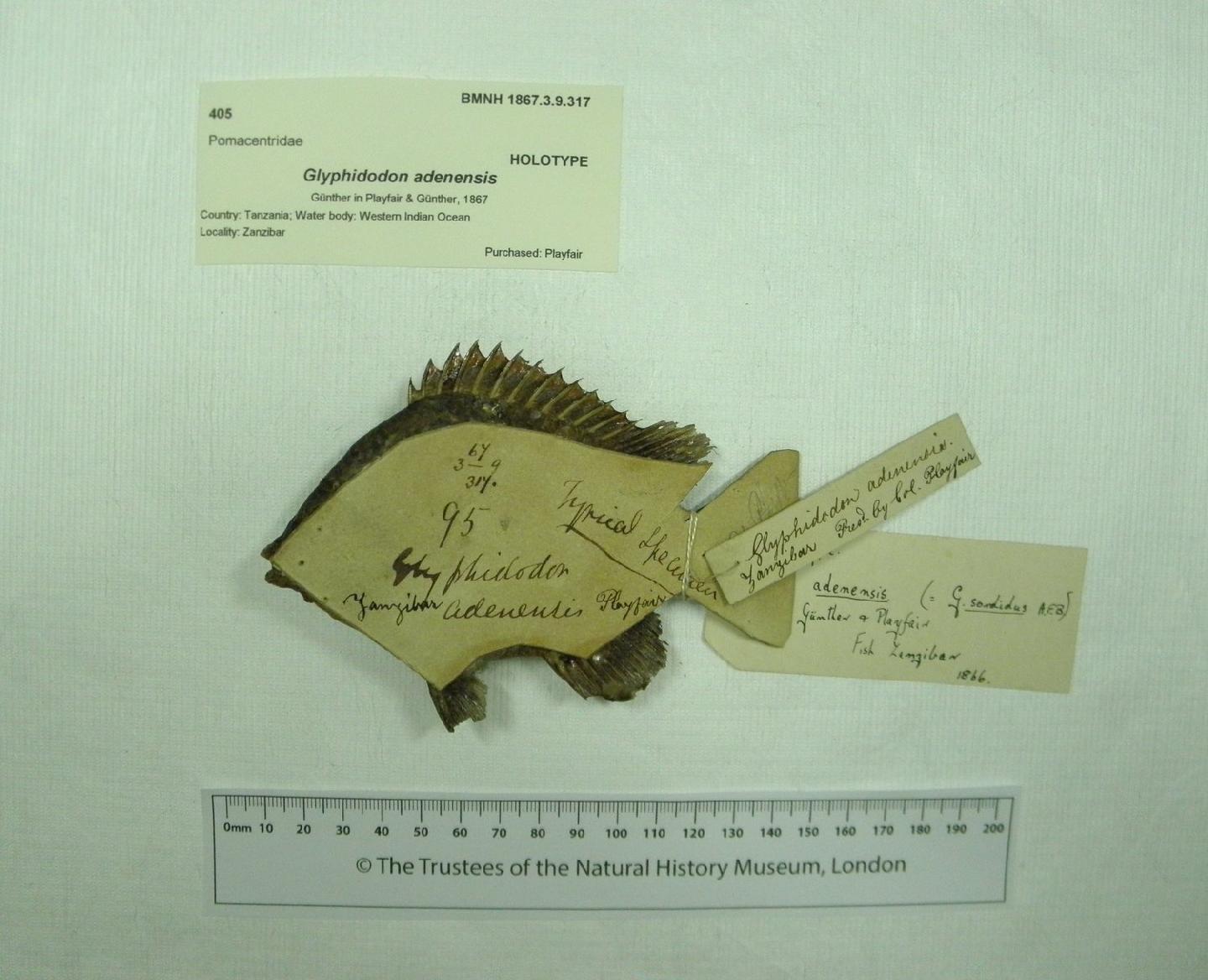 To NHMUK collection (Glyphidodon adenensis Günther in Playfair & Günther, 1867; HOLOTYPE; NHMUK:ecatalogue:3100609)