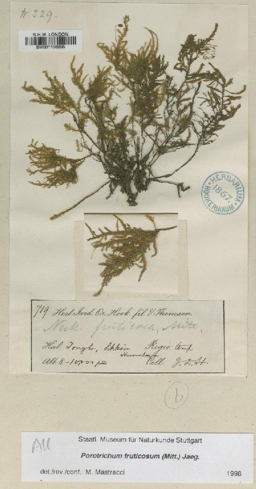 Porotrichum fruticosum (Mitt.) A.Jaeger - BM001108205