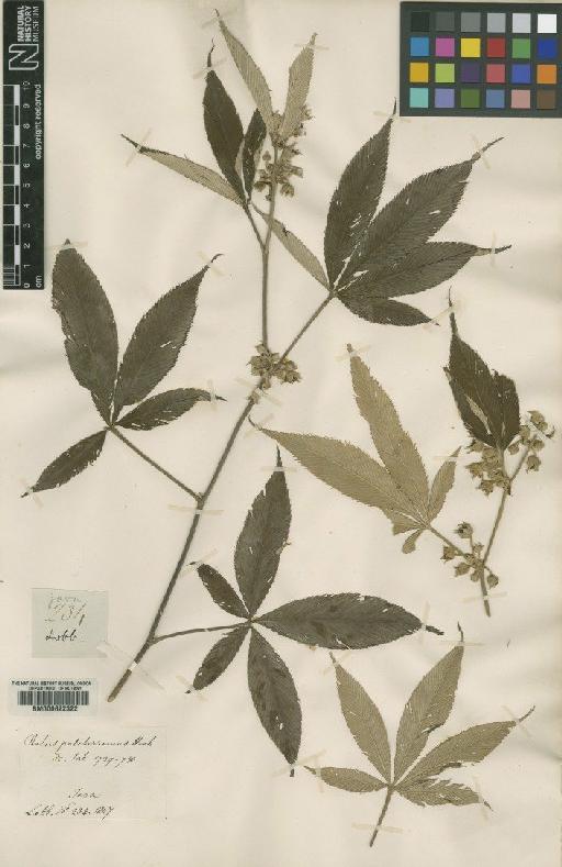 Rubus lineatus Reinw. - BM000622322