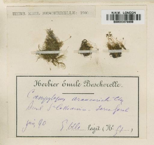 Bryohumbertia filifolia (Hornsch.) J.-P.Frahm - BM000879868