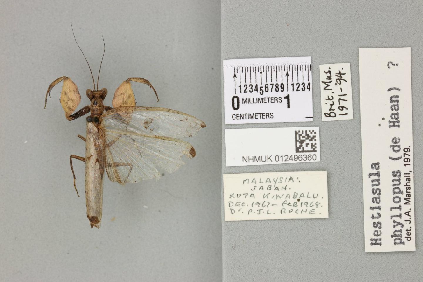 Hestiasula phyllopus thumbnail