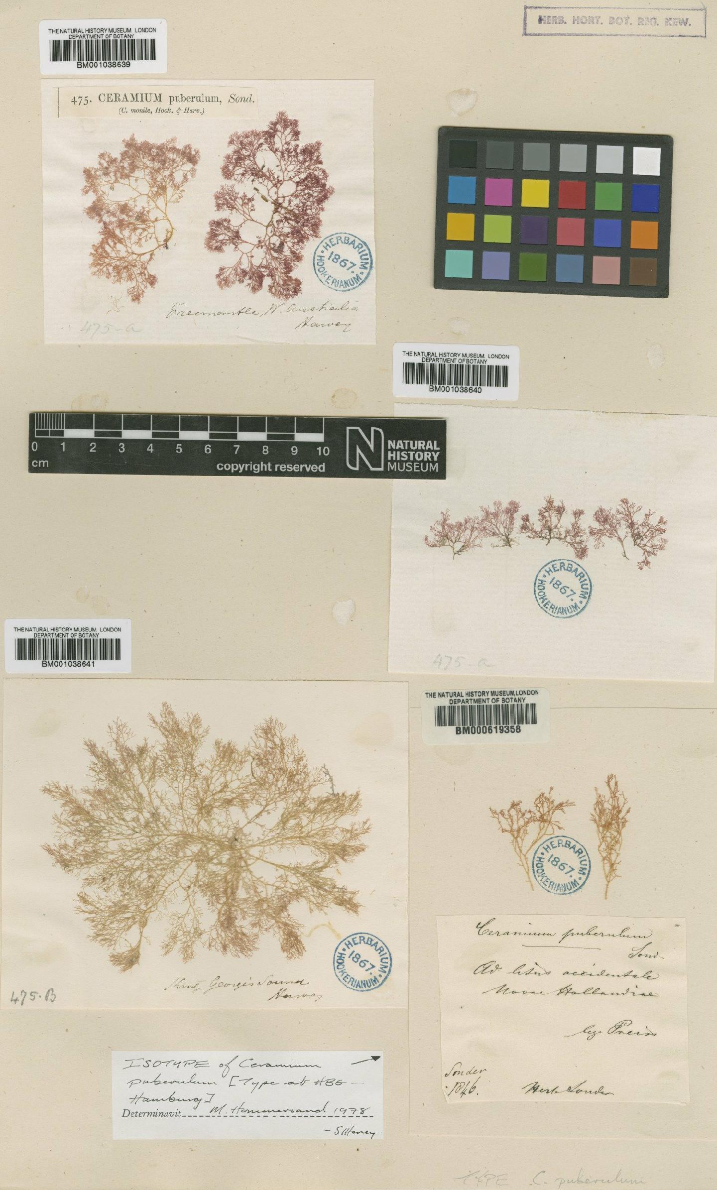 To NHMUK collection (Ceramium puberulum Sond.; Isotype; NHMUK:ecatalogue:4790885)