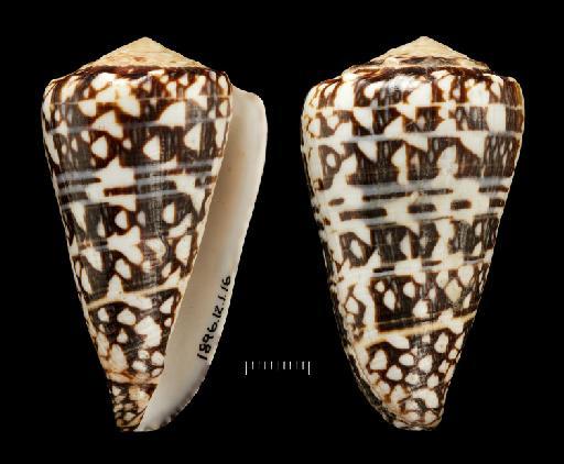 Conus crosseanus var. lineata Crosse, 1878 - 1896.12.1.16