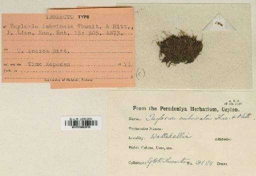 Tayloria indica Mitt. - BM000982935