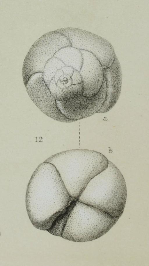 Discorbina vilardeboana d'Orbigny - ZF1428_86_12_Rosalina.jpg