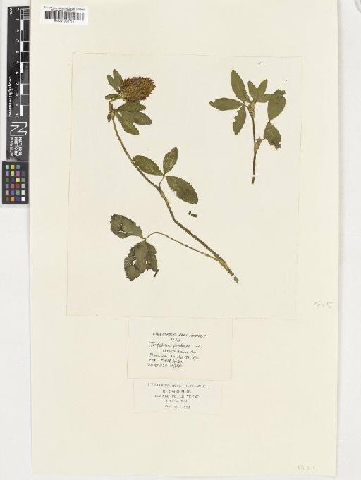 Trifolium pratense L. - BM001036719