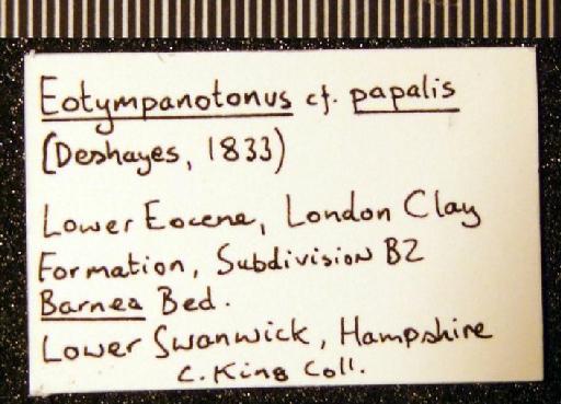 Tympanotonos (Eotympanotonus) papalis (Deshayes, 1833) - GG 14575. Tympanotonos (Eotympanotonos) cf. papalis (label 1)