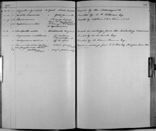 Evermannella atrata atlantica Parr, 1928 - Zoology Accessions Register: Fishes: 1912 - 1936: page 227