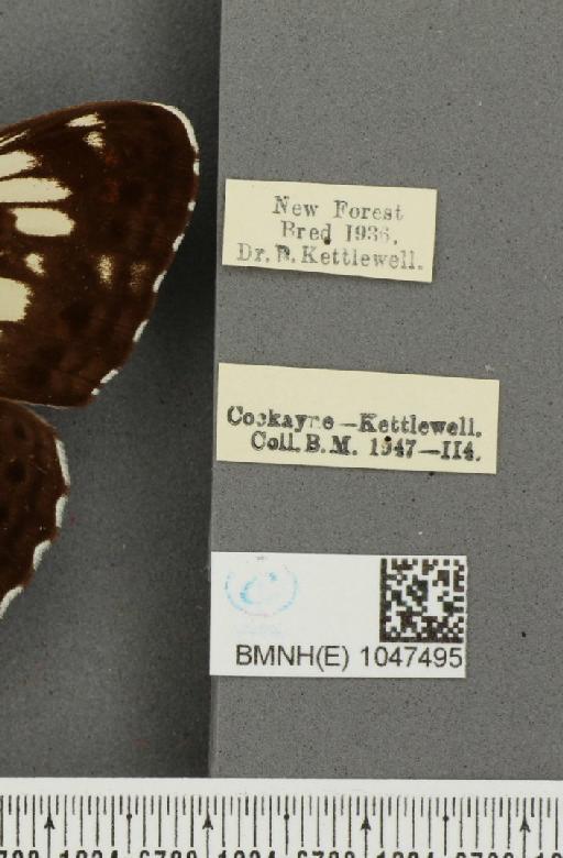 Limenitis camilla (Linnaeus, 1764) - BMNHE_1047495_label_42339