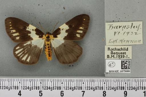 Abraxas grossulariata (Linnaeus, 1758) - BMNHE_1875686_436190