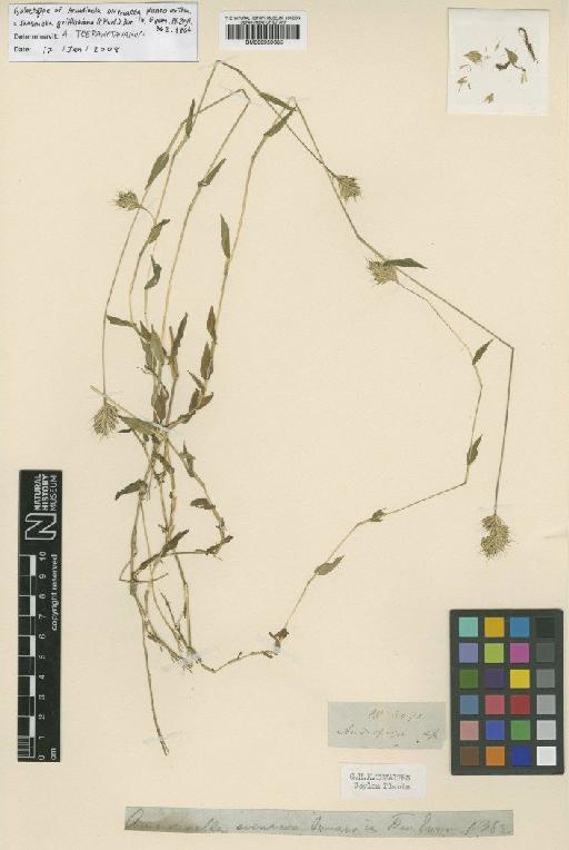 Jansenella griffithiana (Müll.Stuttg.) Bor - BM000959685