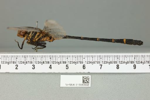 Chlorogomphus preciosus (Fraser, 1924) - 013383695_lateral