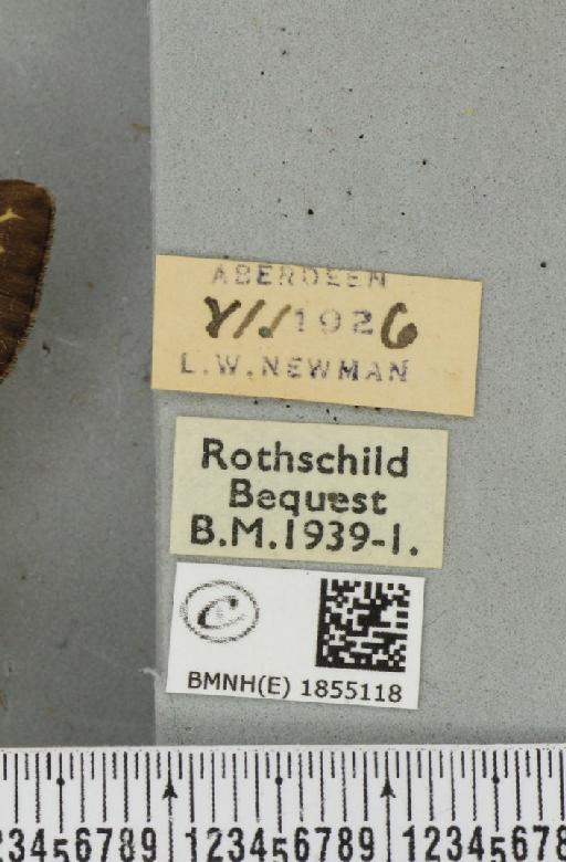 Abraxas grossulariata ab. aberdoniensis Raynor, 1923 - BMNHE_1855118_label_415781