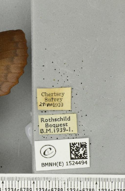 Gastropacha quercifolia (Linnaeus, 1758) - BMNHE_1524494_label_198705