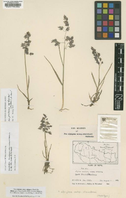 Poa pratensis subsp. staintonii (Melderis) Dickoré - BM000521755